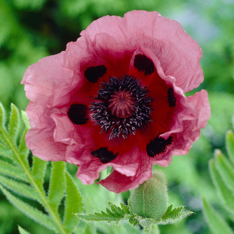 Vallmo-Papaver 'Patty's Plum' 1-pack